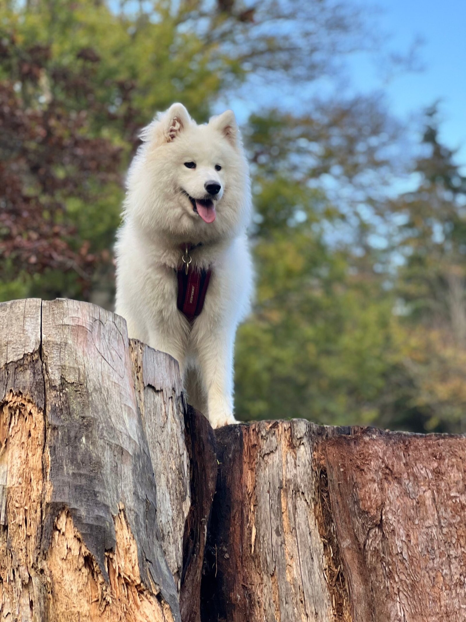 Dog on a log