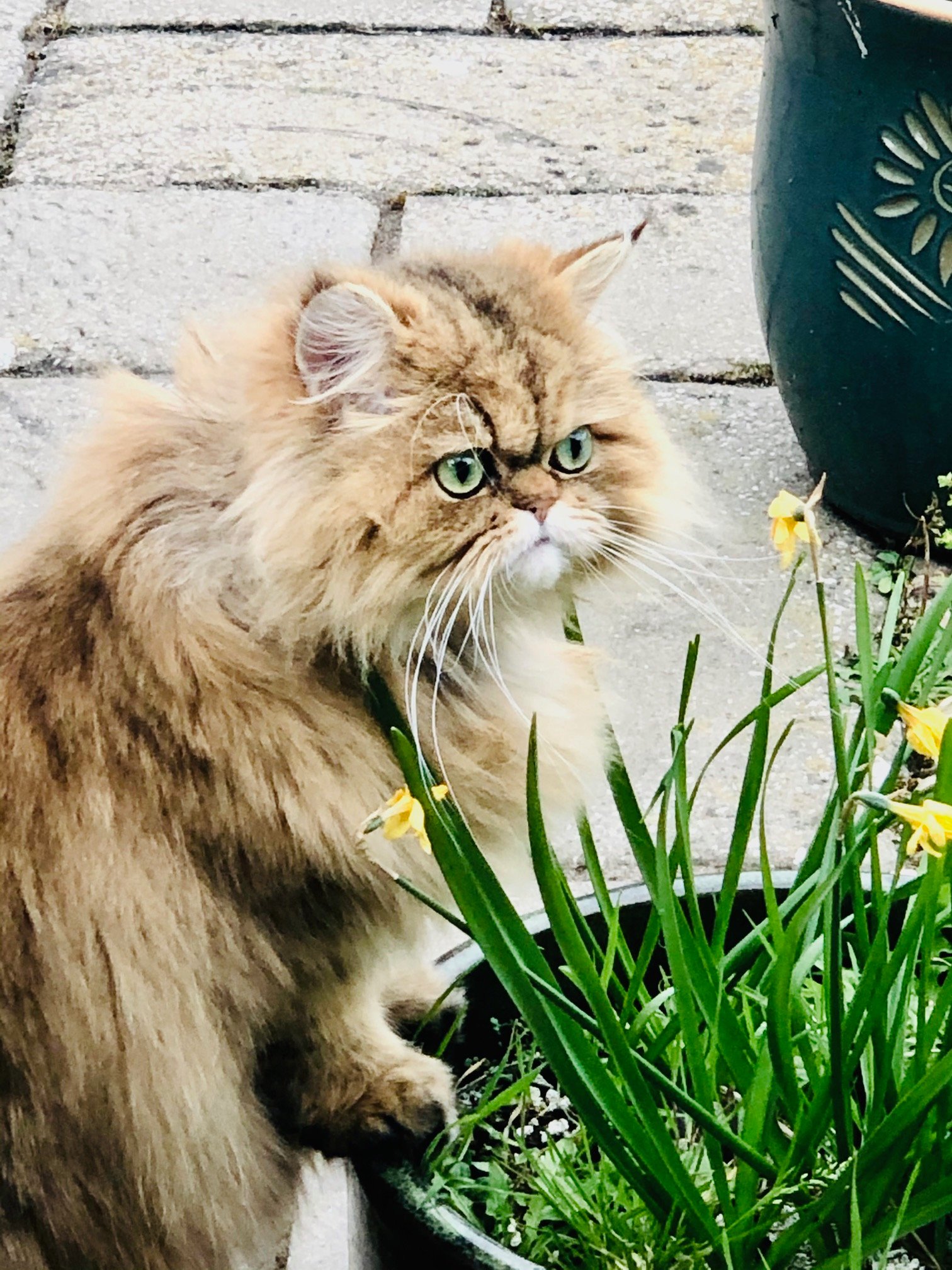 Cat in a garden