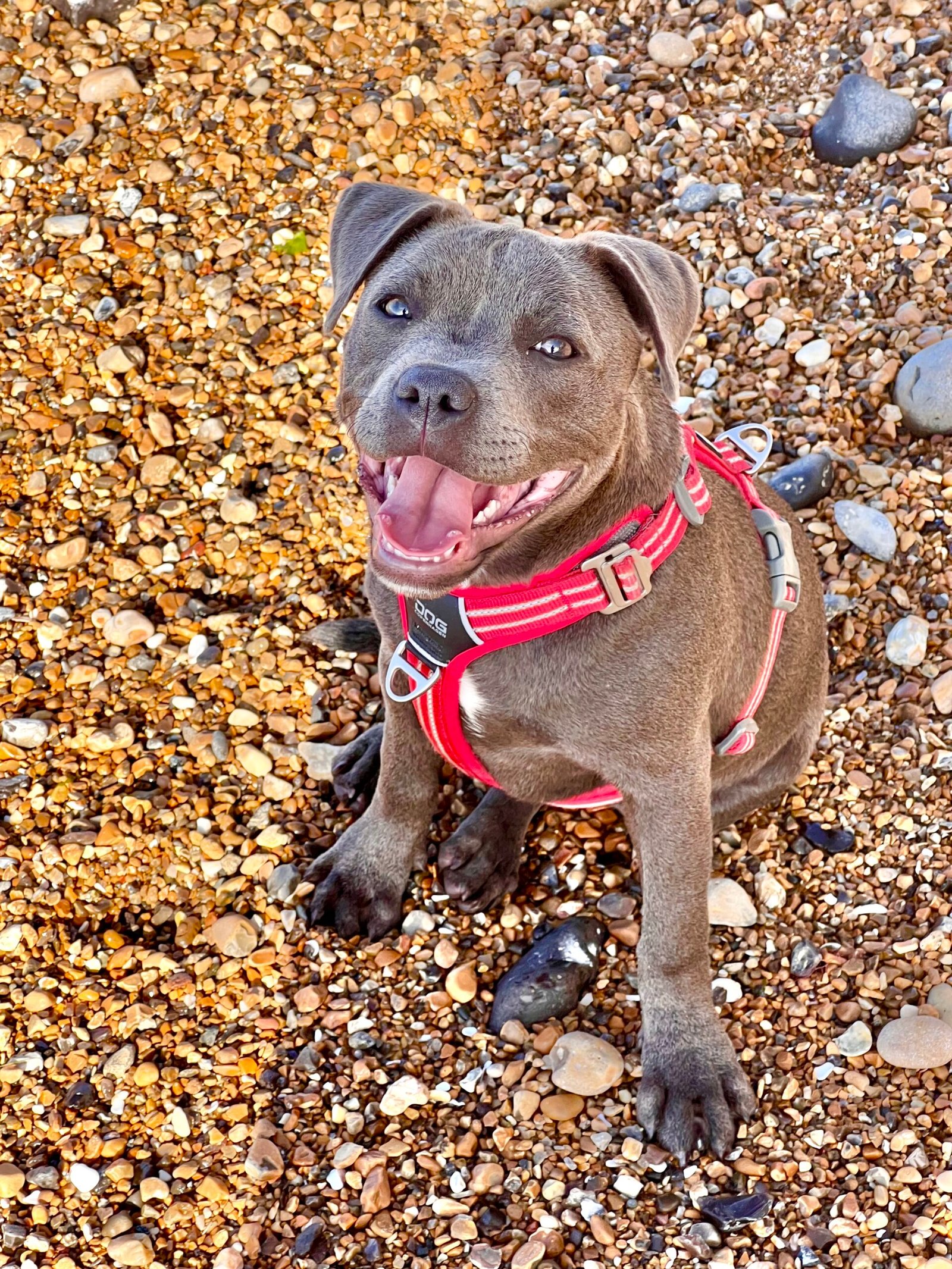 dog on a beach