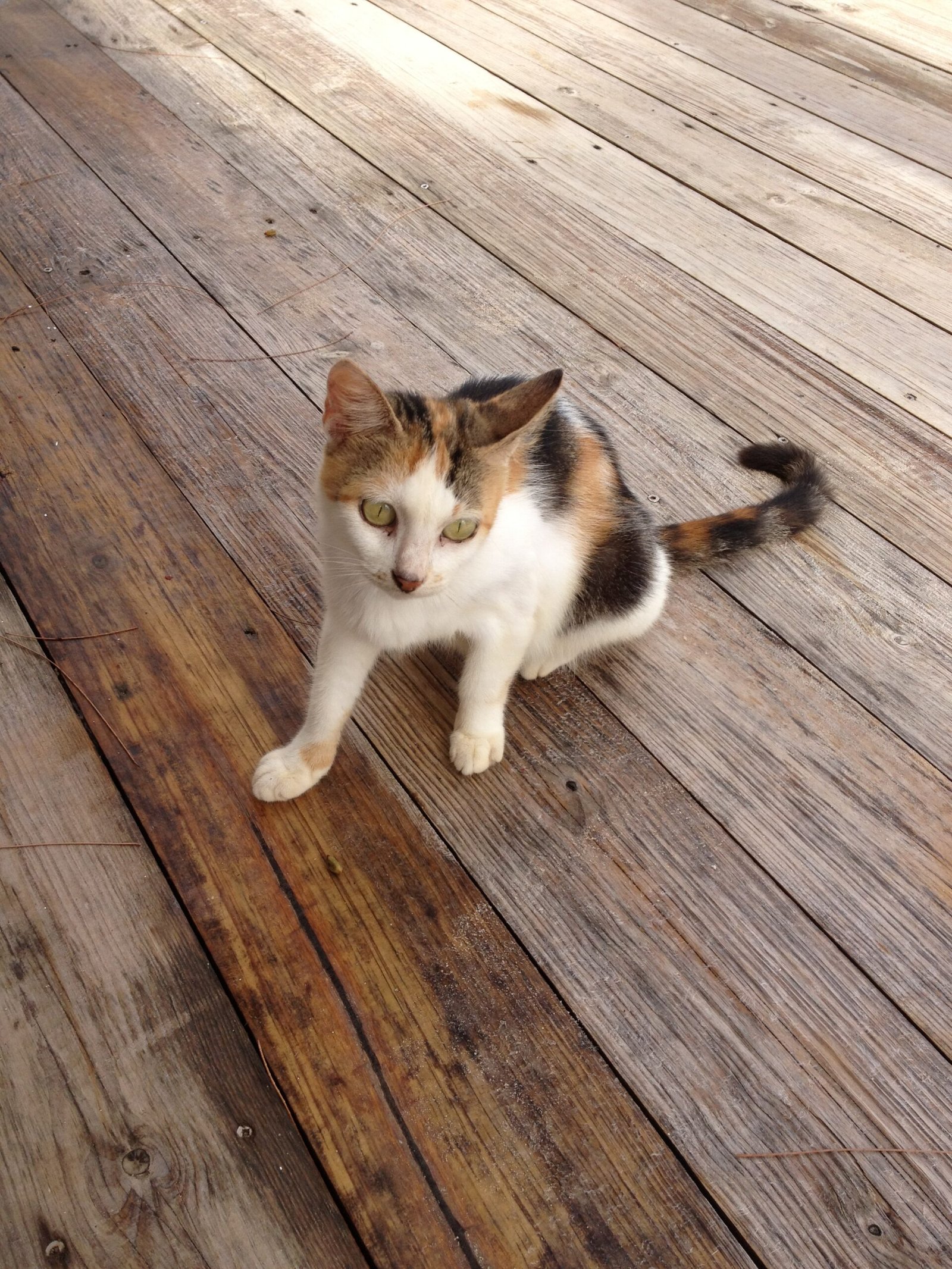 Cat sitting on a deck