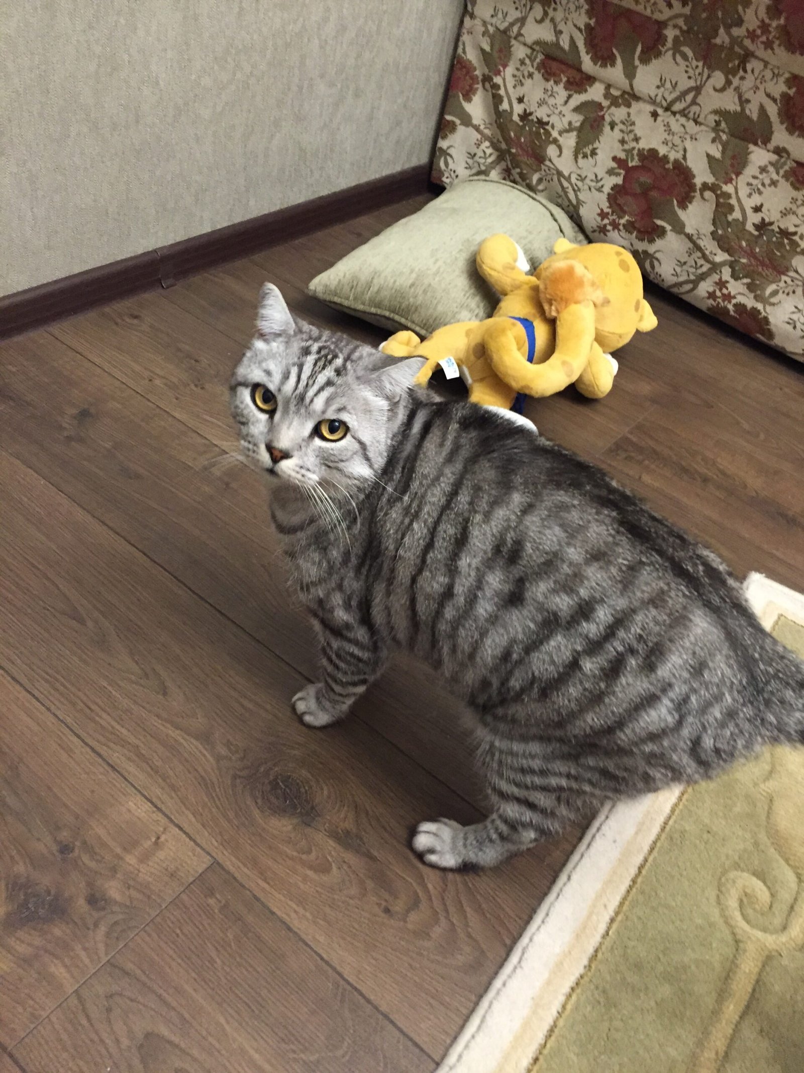 British blue cat staying home alone