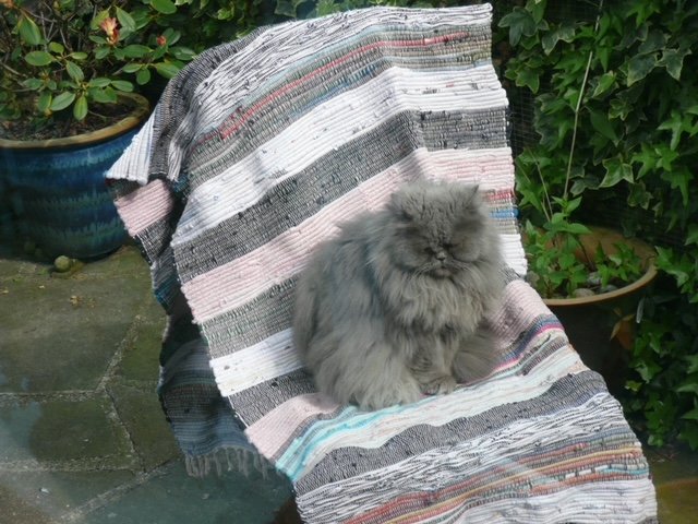 Blue persian cat in the garden