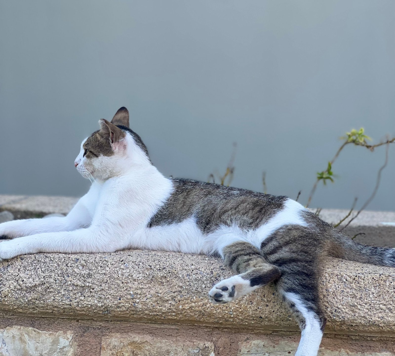 Cat sleeping outside in summer