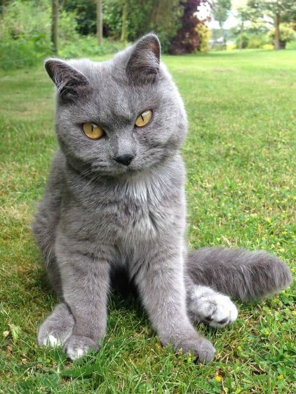 British blue cat close up