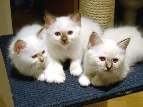 Birman kittens