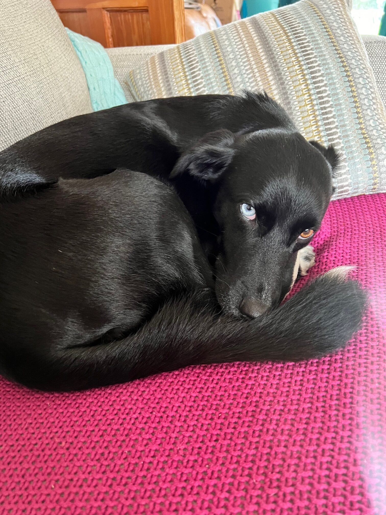 Black dog sleeping on a sofa