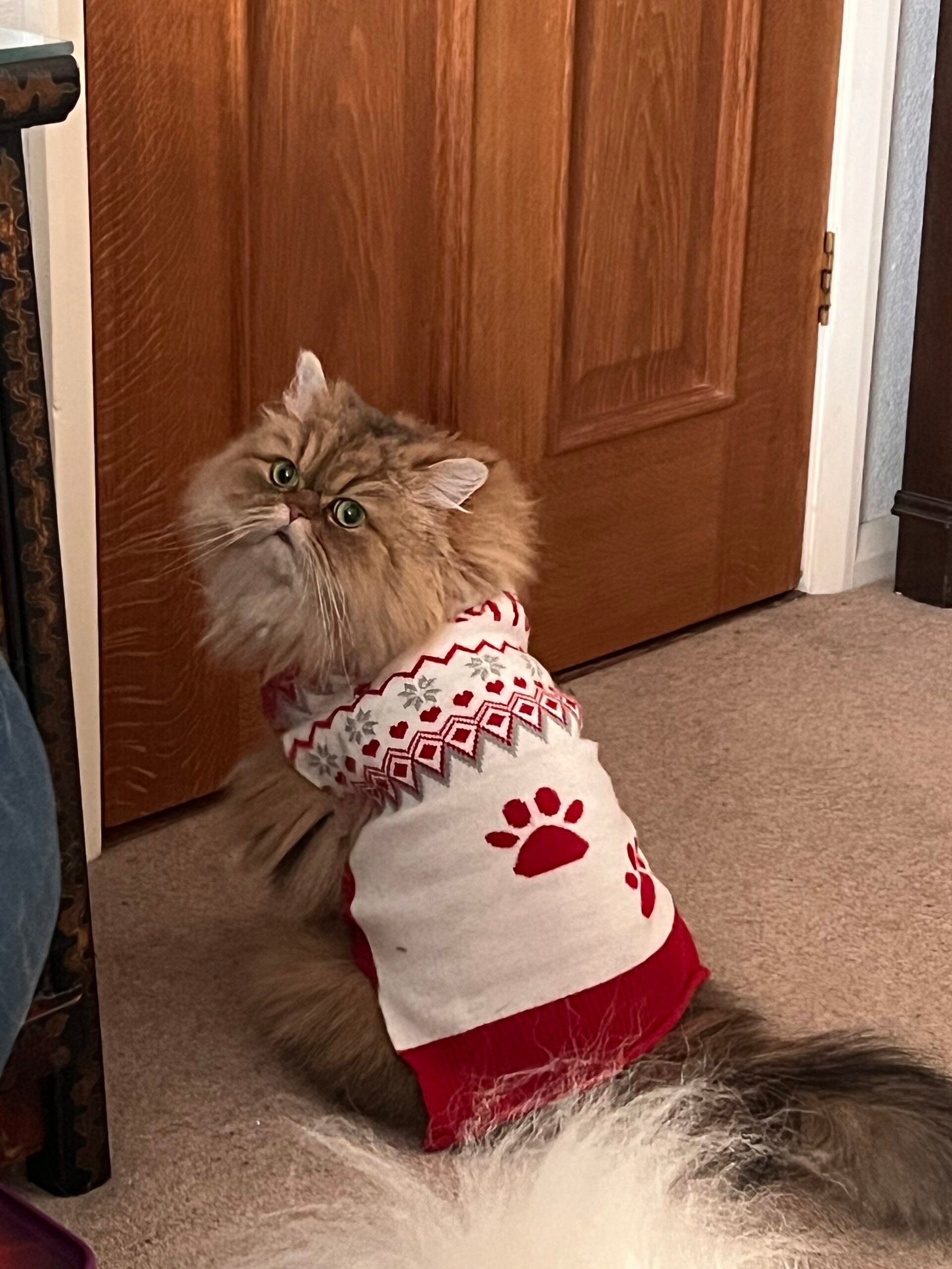 Cat dressed in Santa's outfit