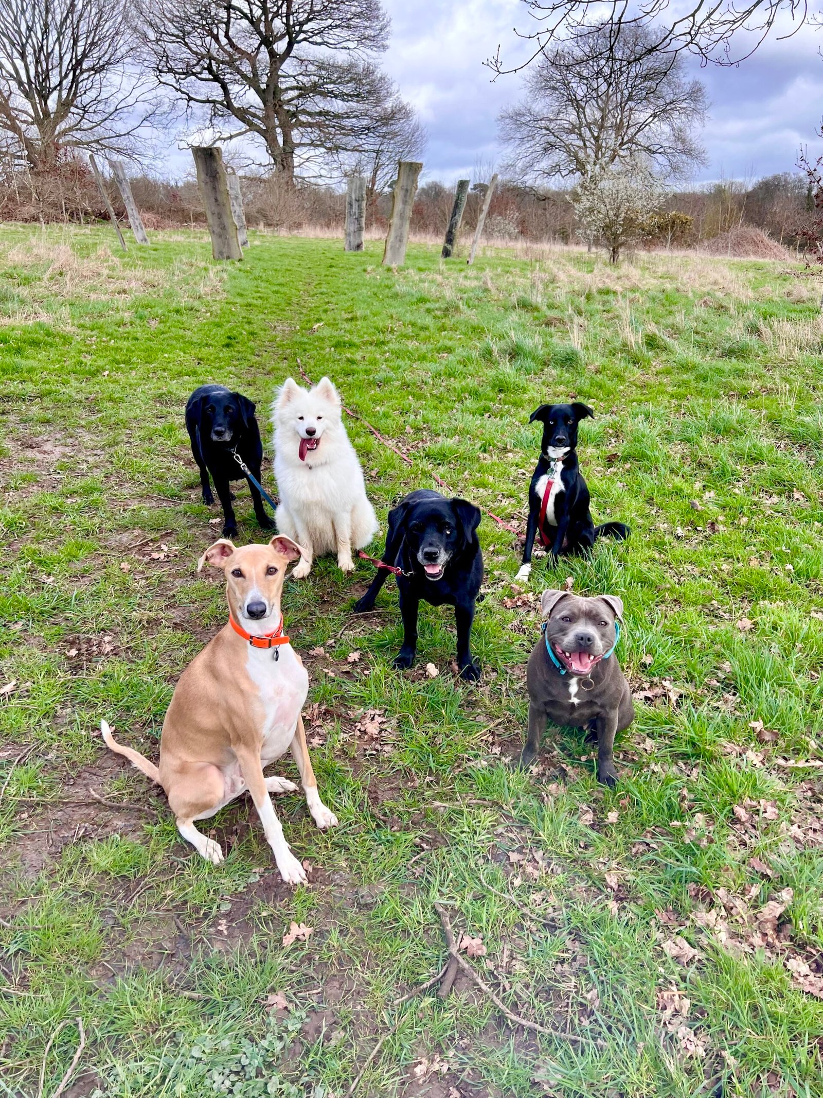 Group of dogs sitting together