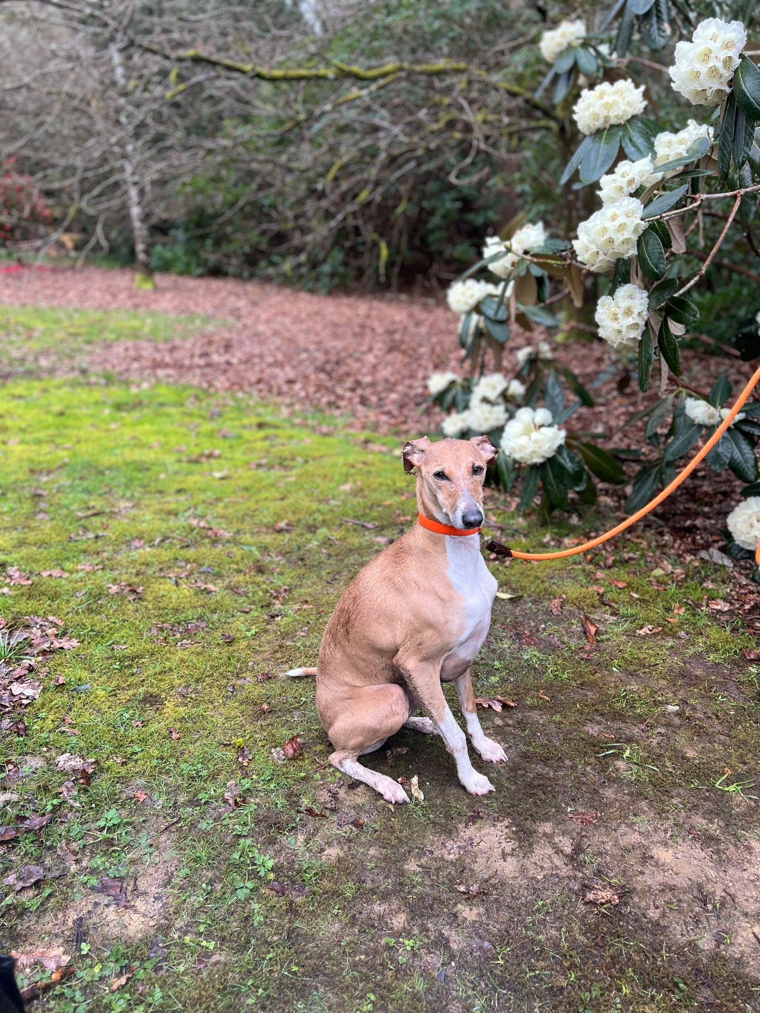 Lurcher in the park