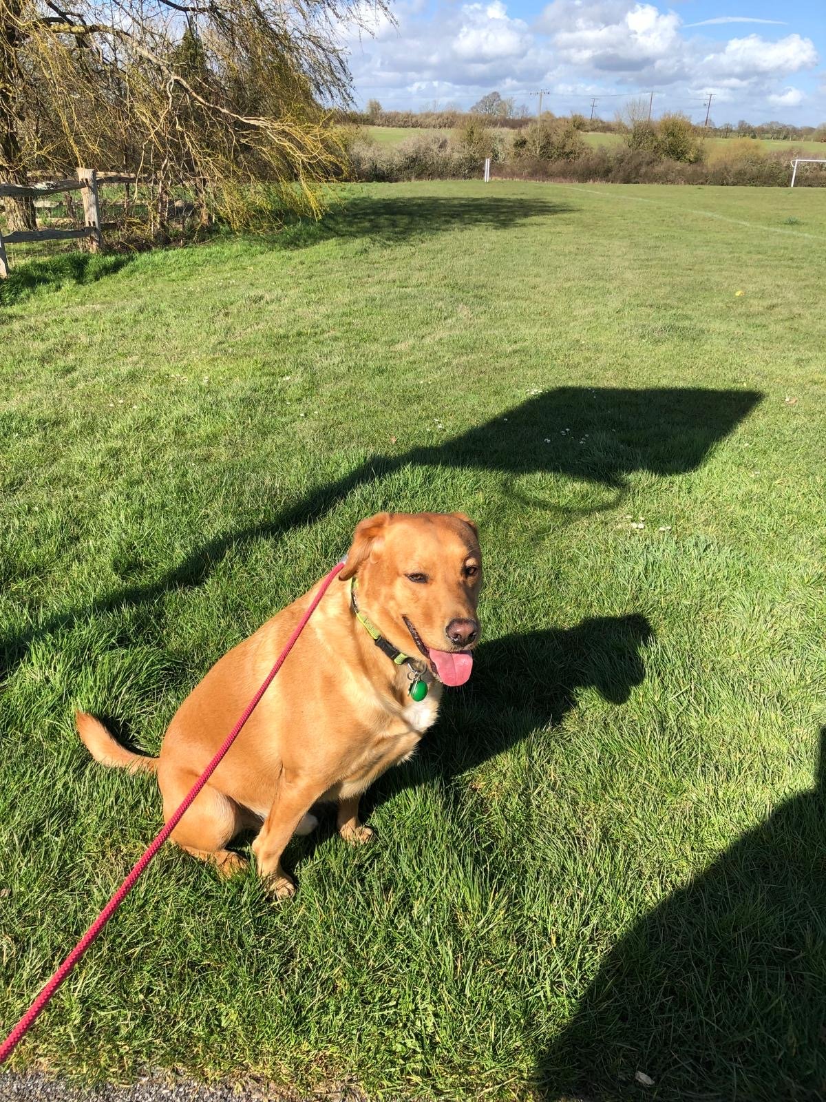 Labrador sitting on a grass