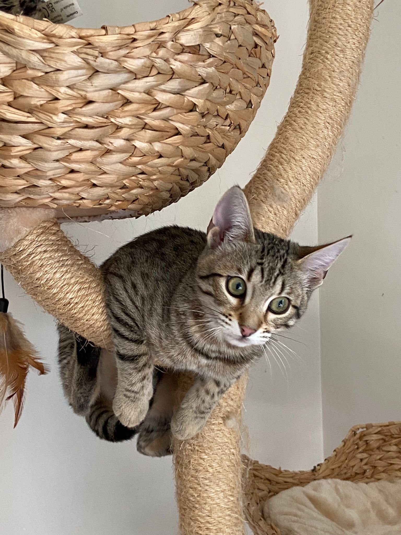 Kitten on a cat-tree