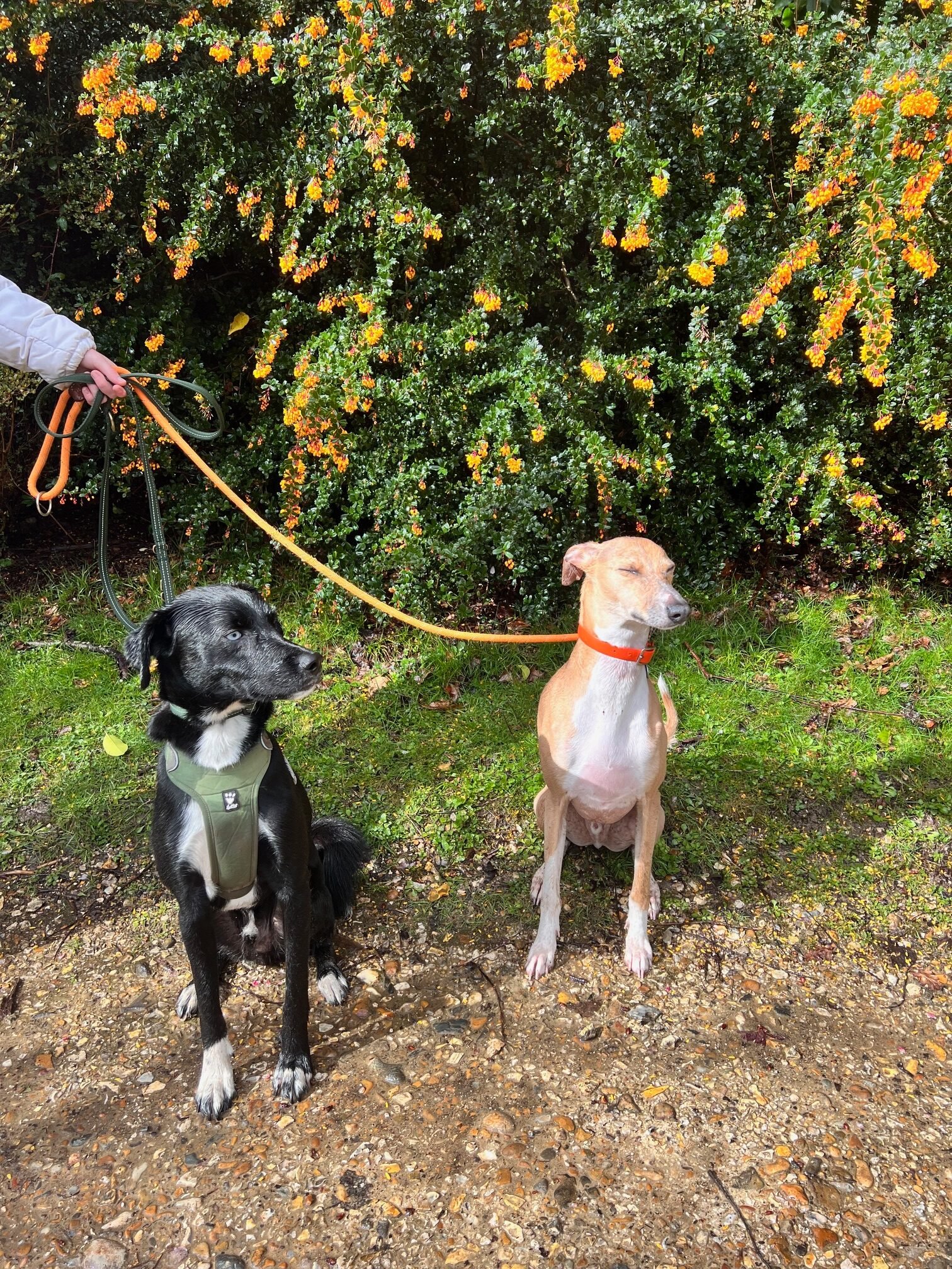 Two dogs by the flowery bush