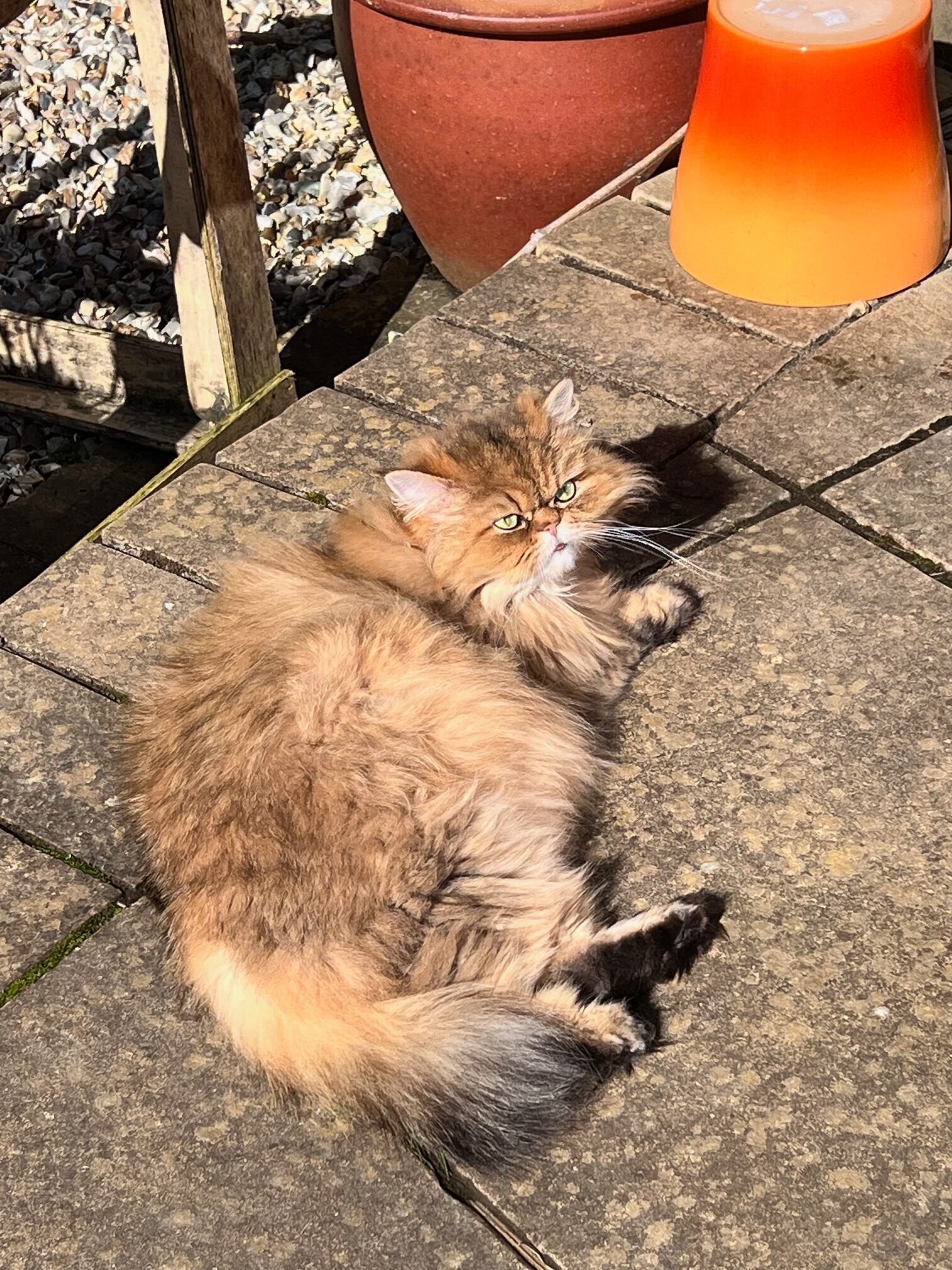 Cat sunbathing on a patio