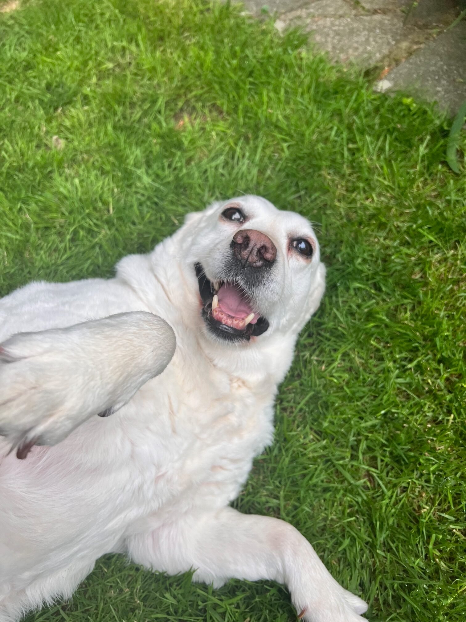 Dog enjoying a belly rub