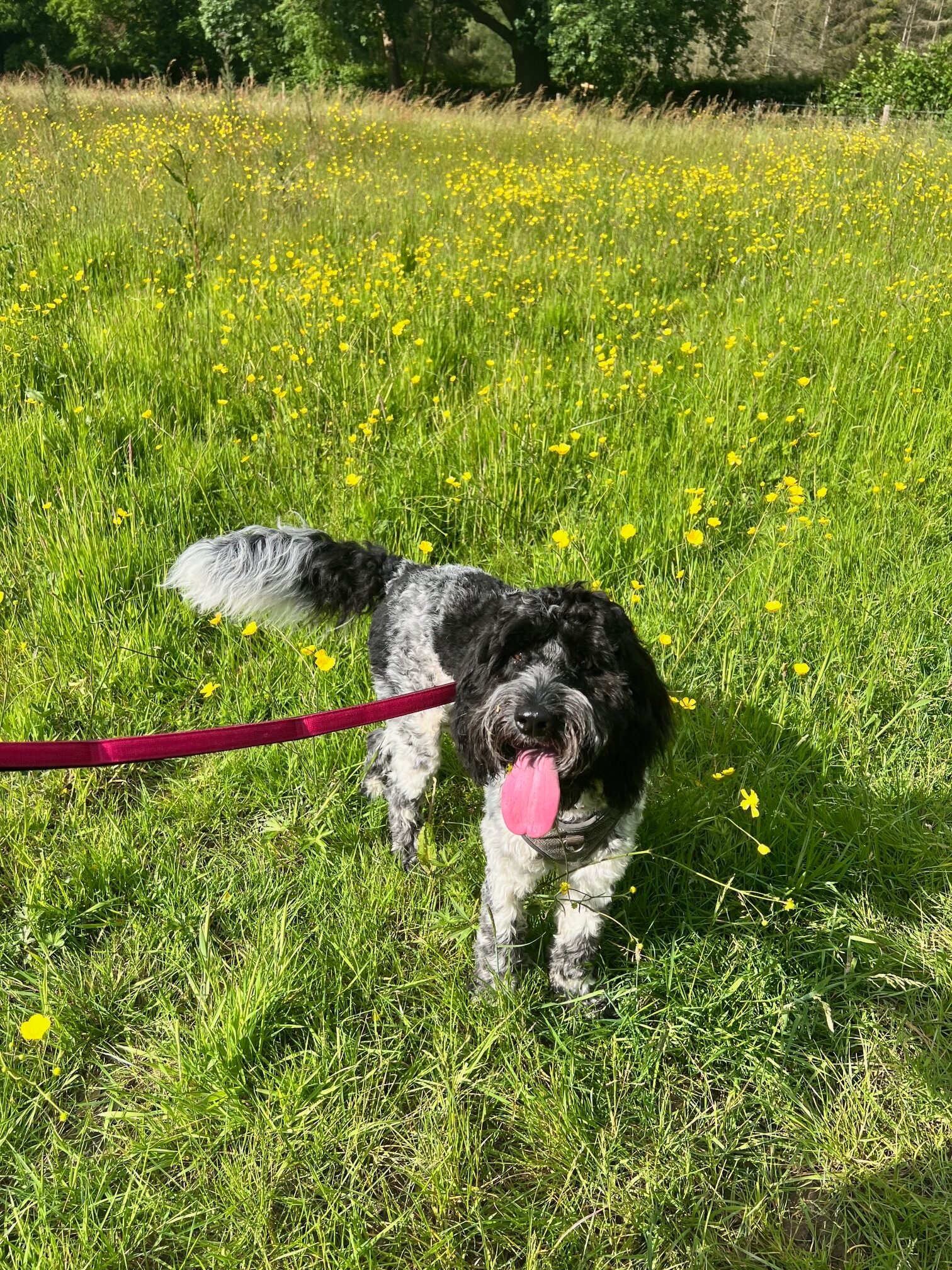 Dog walking in the field