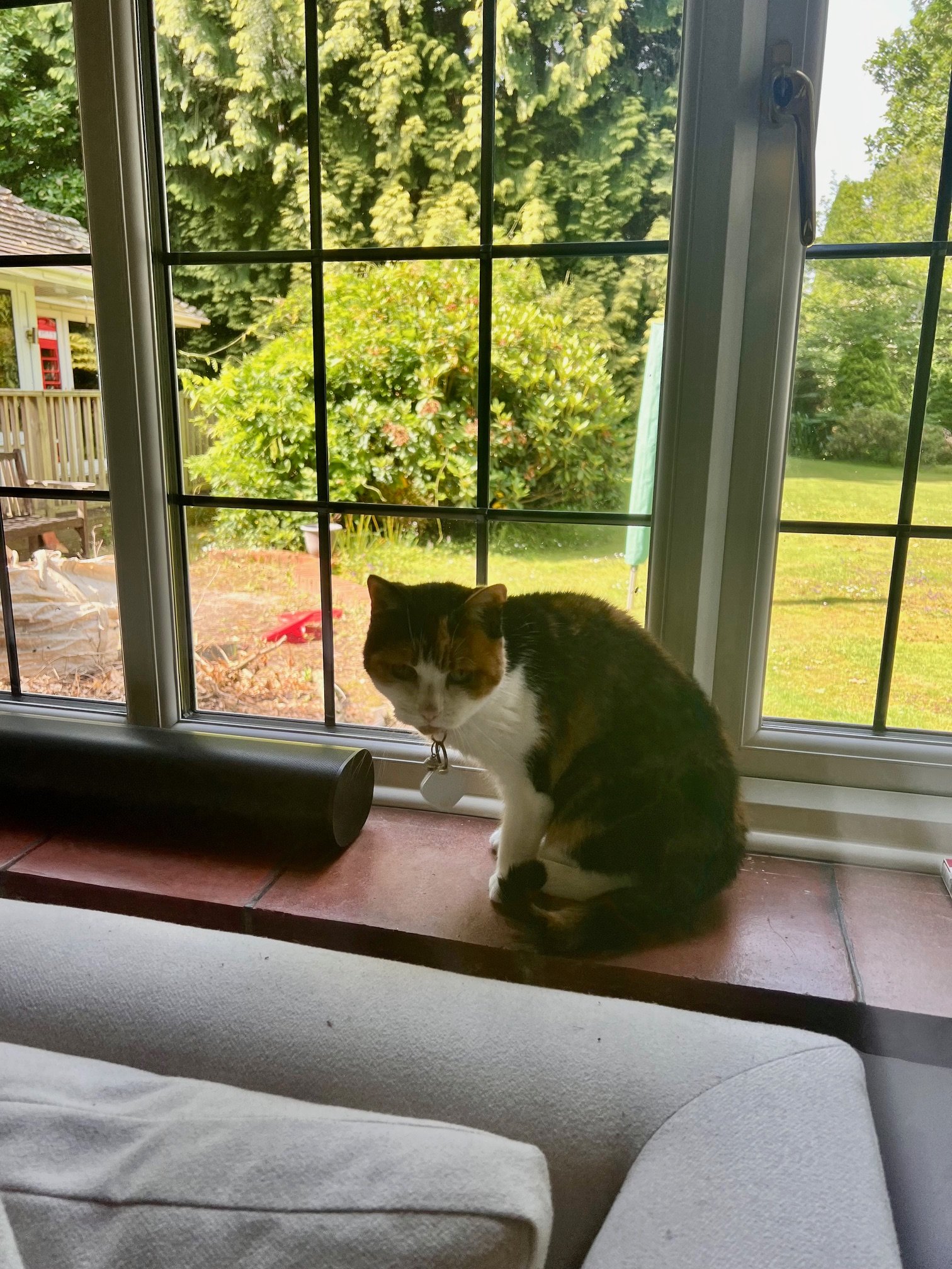 Cat by the window