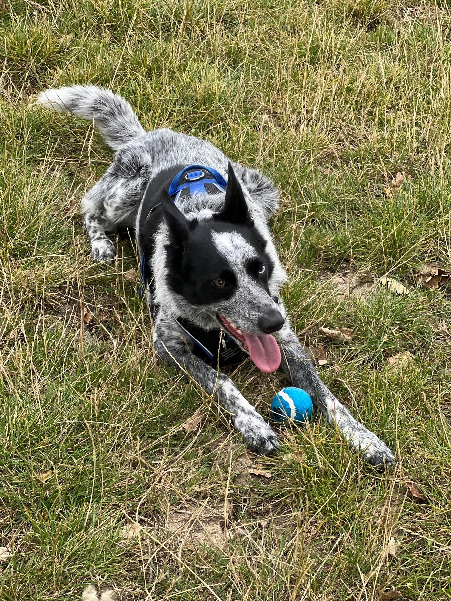 Archie, the border collie x