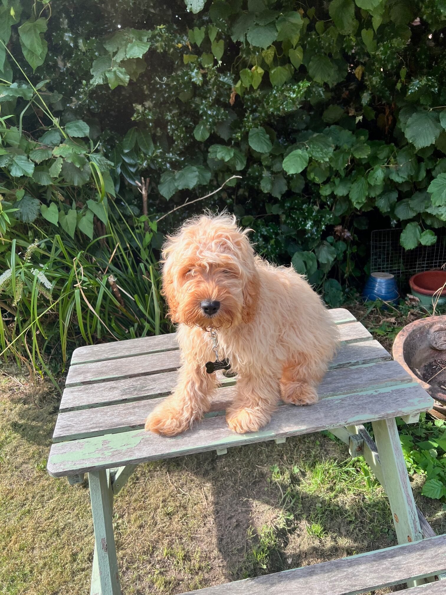 Rocky on a table