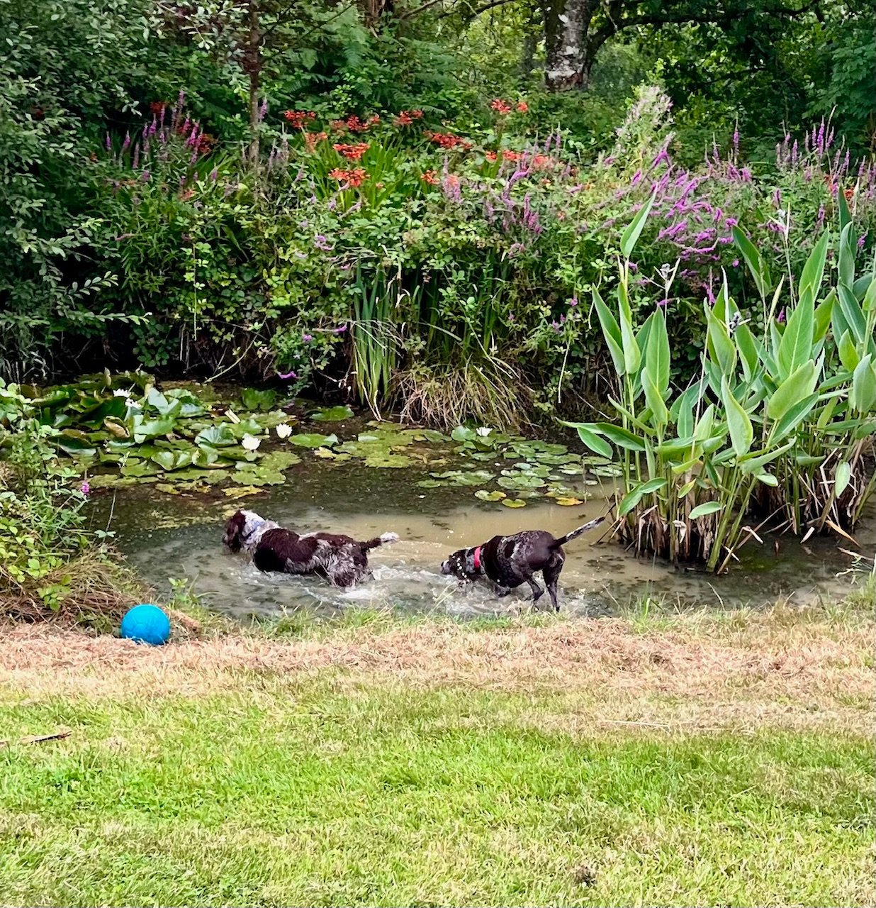 Dogs in a pond