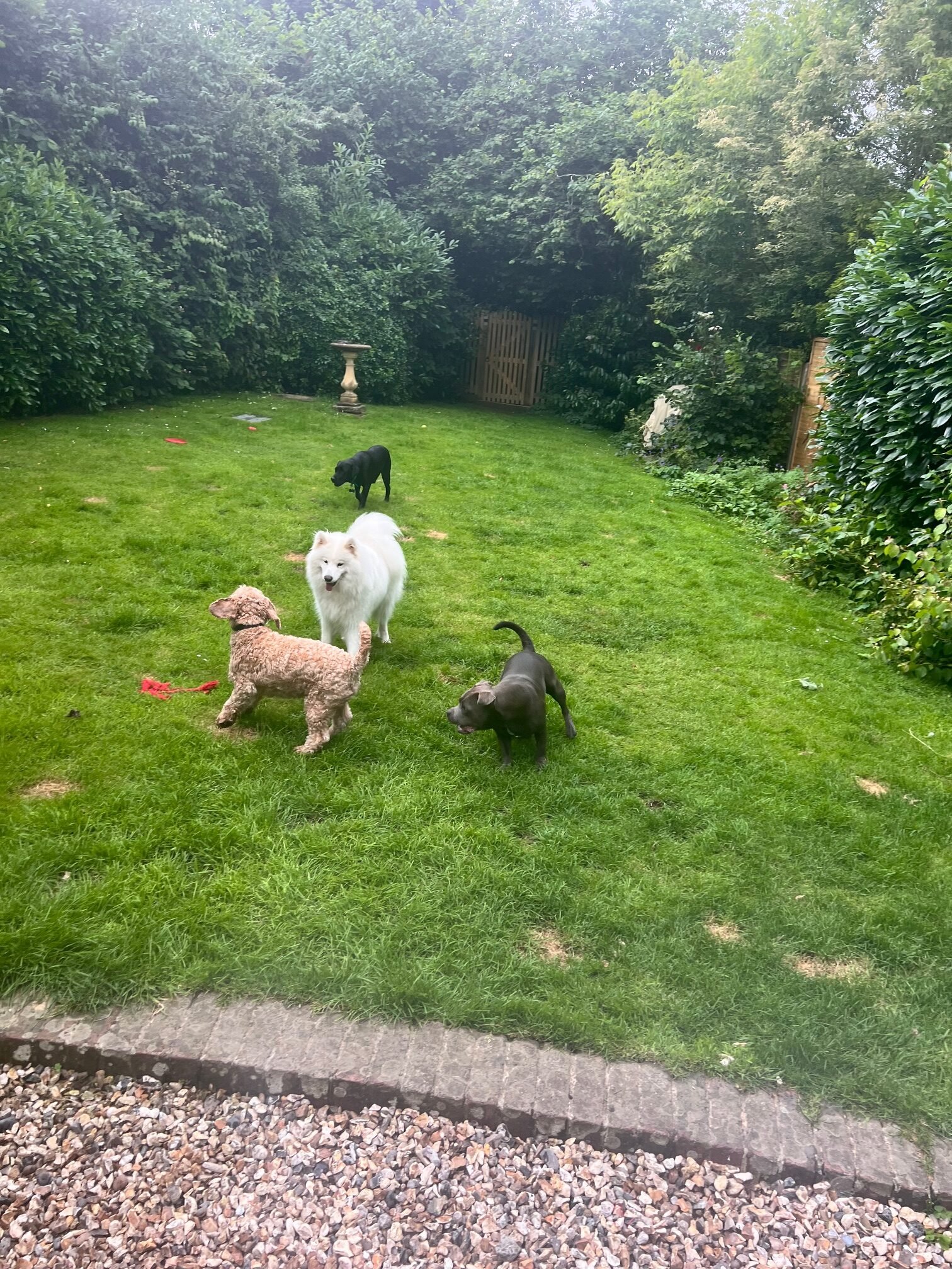 Dogs in the garden