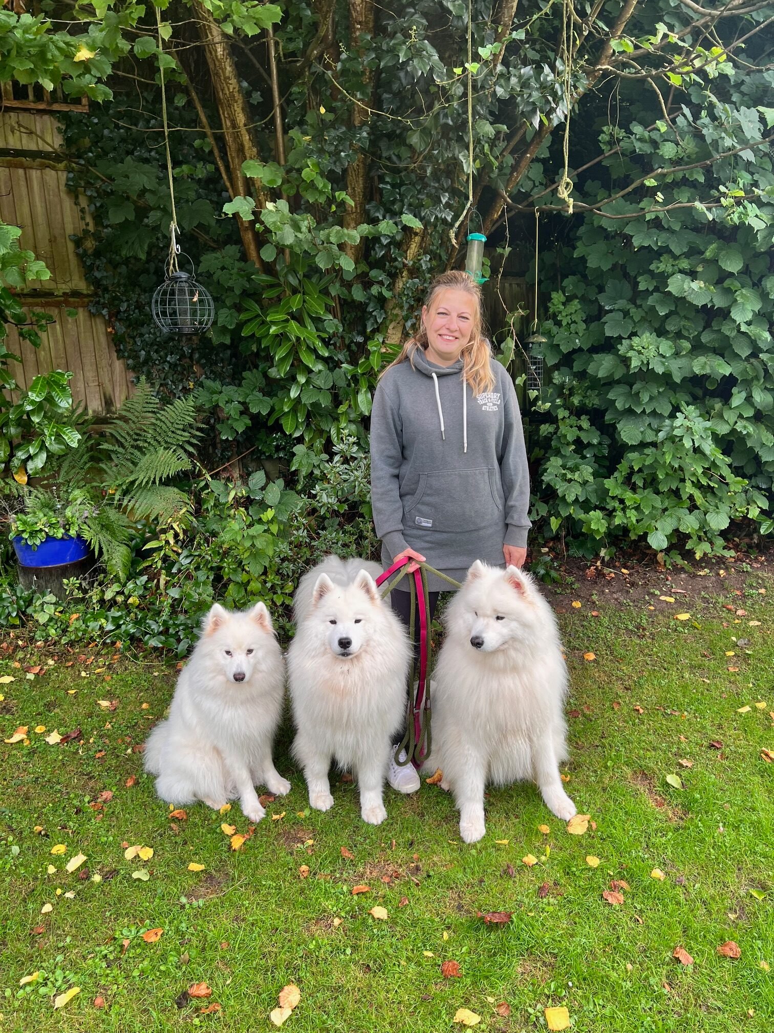 Samoyed dogs 