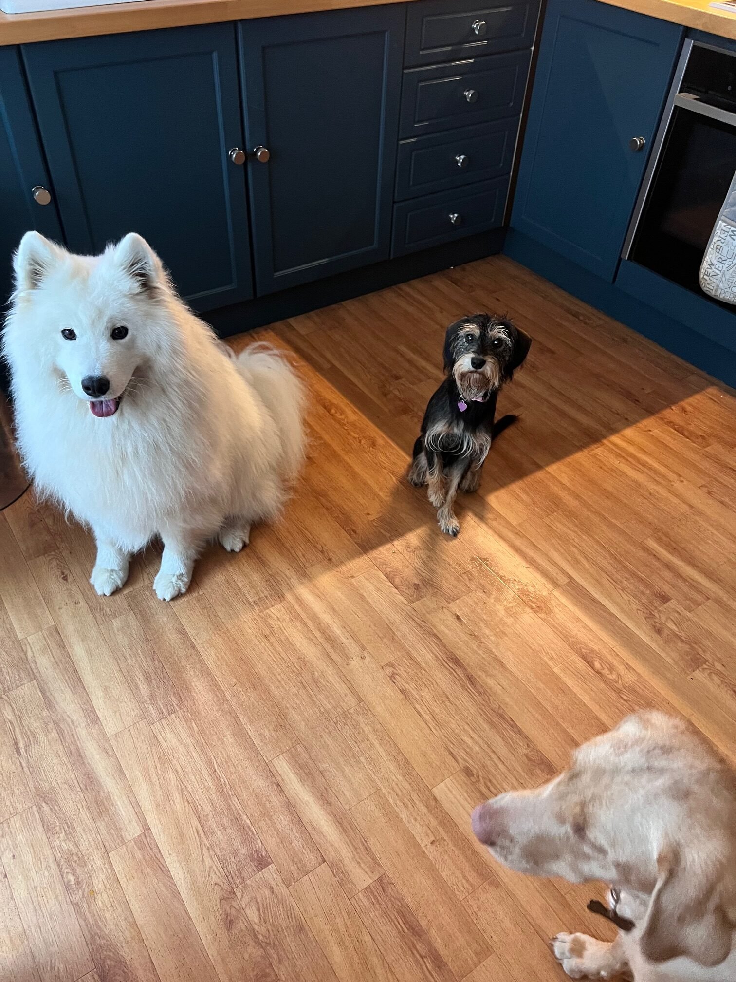 Dogs waiting for dinner